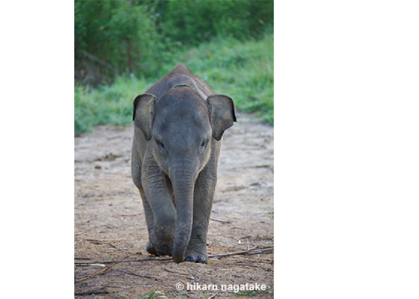 baby elephant